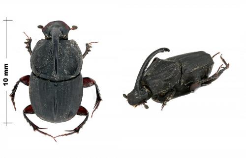 Réf. 98 261 : Liatongus phanaeoides