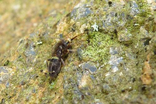 Orchesella cincta