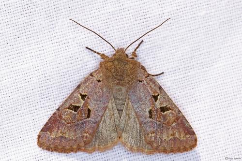 Réf. 98 334 : Orthosia gothica