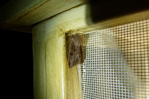 Réf. 98 144 : Orthosia incerta