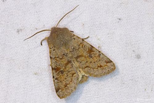 Réf. 98 398 : Orthosia incerta