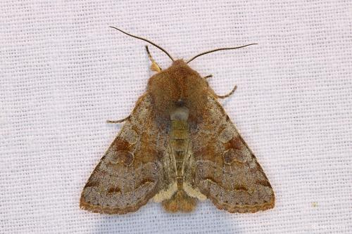 Réf. 98 397 : Orthosia incerta