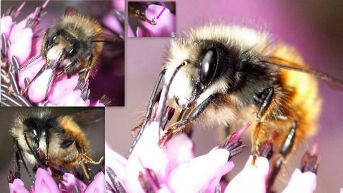 Osmia cornuta