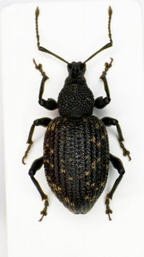 Réf. 98 821 : Otiorhynchus sulcatus