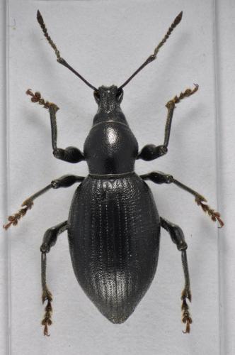 Réf. 98 307 : Otiorhynchus pourtoyi aubryi