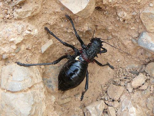 Eugaster sp.