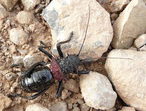 Eugaster sp.