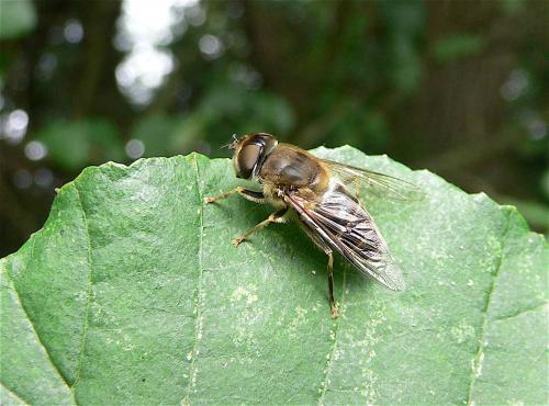 Eristalis pertinax