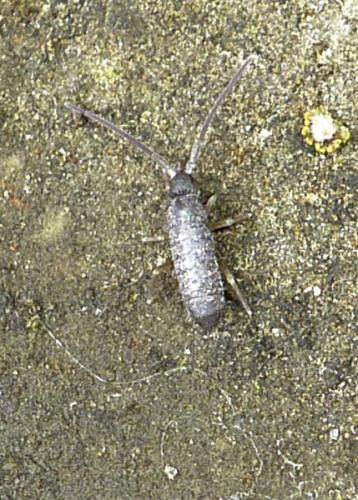 Tomocerus minor