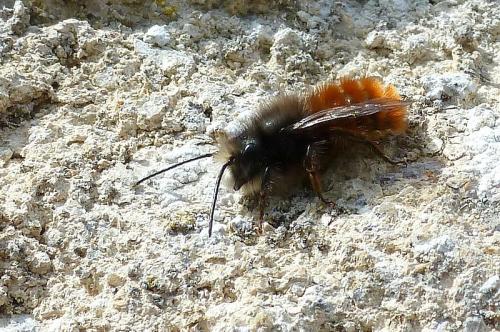 Osmia cornuta