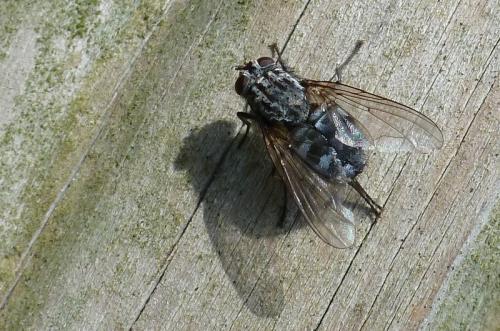 Réf. 98 513 : Polietes sp.