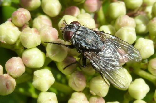 Réf. 98 406 : Muscina prolapsa