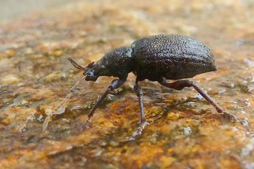Réf. 98 068 : Otiorhynchus meridionalis