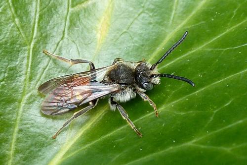 Nomada fabriciana