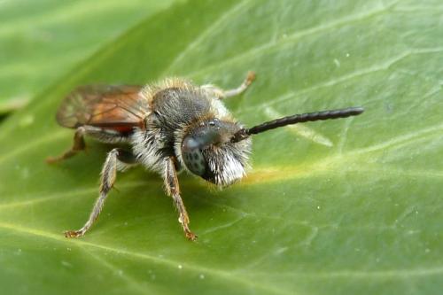 Nomada fabriciana