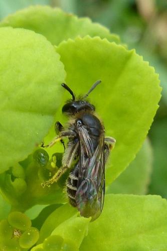 Andrena sp.
