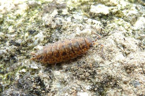 Porcellionides cingendus