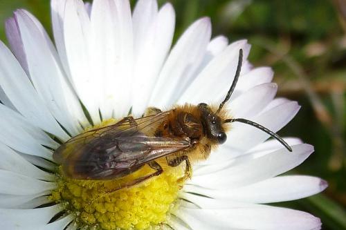 Andrena dorsata