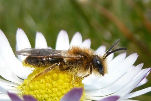 Réf. 98 816 : Andrena dorsata