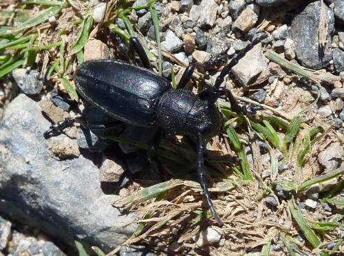 Réf. 98 346 : Iberodorcadion fuliginator