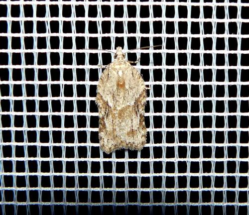 Réf. 98 652 : Acleris sp.