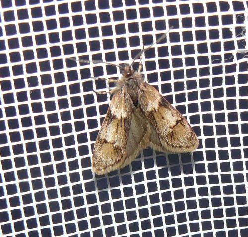 Réf. 98 465 : Dasystoma salicella