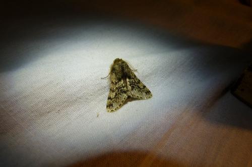 Réf. 98 143 : Apocheima hispidaria