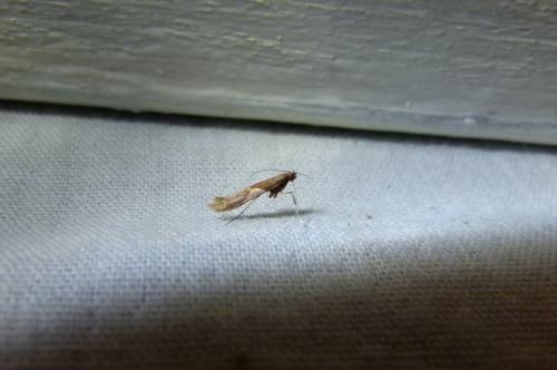 Caloptilia stigmatella