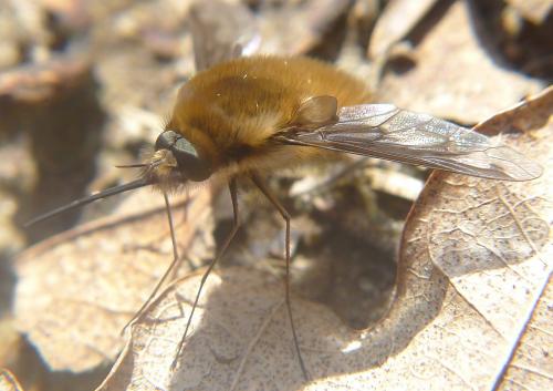 Bombylius major