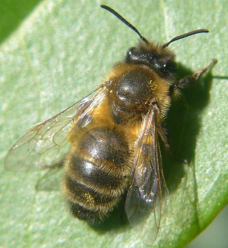 Andrena (scotica-trimmerana)