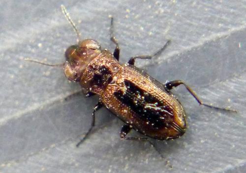 Notiophilus biguttatus