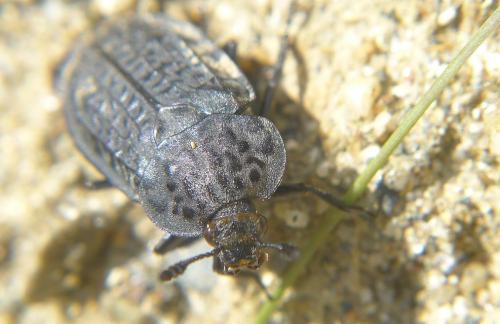 Réf. 98 521 : Thanatophilus rugosus