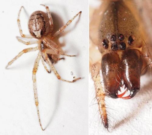 Zygiella sp.