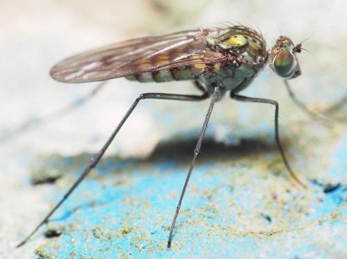 Liancalus virens