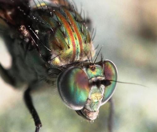 Liancalus virens