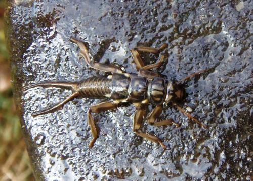 Réf. 98 519 : Perla marginata