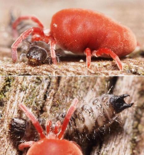 Dasytes sp.