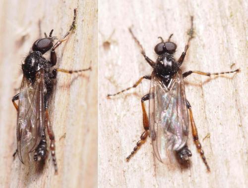 Bibio femoralis