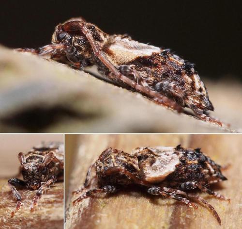 Réf. 98 106 : Pogonocherus hispidus