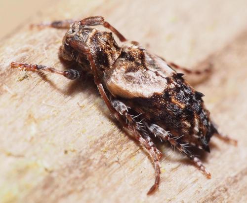 Réf. 98 103 : Pogonocherus hispidus