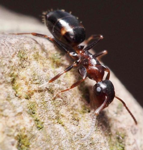 Réf. 98 313 : Colobopsis truncata