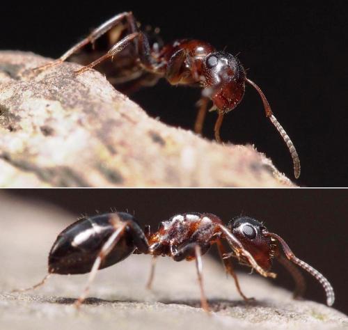 Réf. 98 314 : Colobopsis truncata