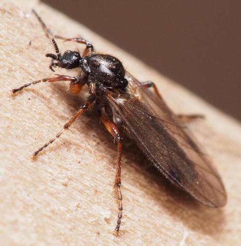 Bibio femoralis