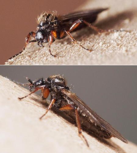 Bibio femoralis