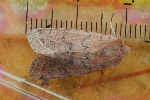 Orthosia cerasi