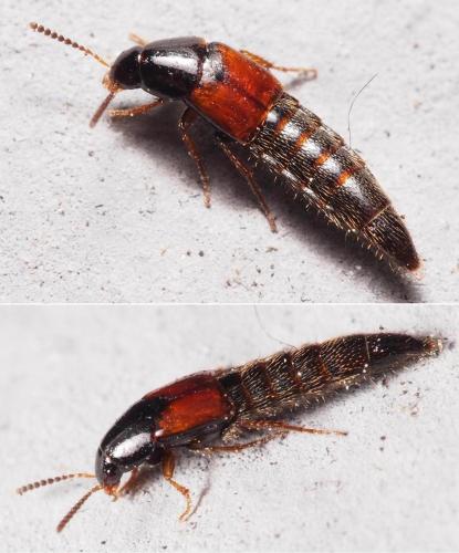 Réf. 98 779 : Mycetoporus sp.