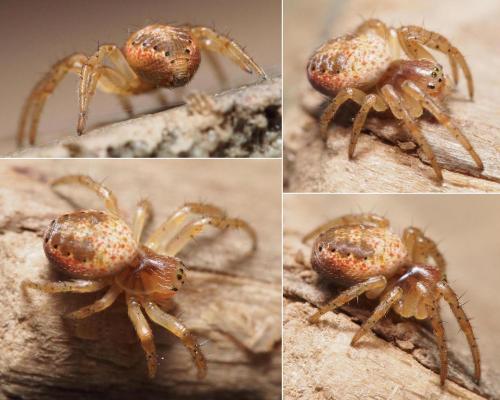 Araniella sp.