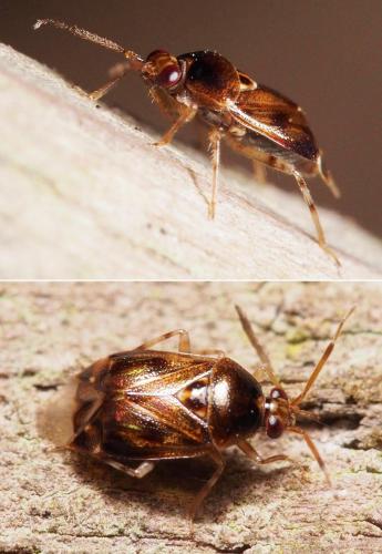 Deraeocoris lutescens