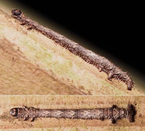 Campaea margaritaria