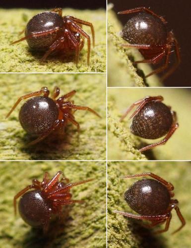 Réf. 98 738 : Pholcomma gibbum